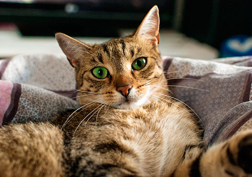 Абсцессы у кошек: причины, симптомы, лечение